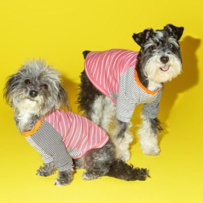 Pink & White Crazy Striped Dog T-Shirt (Made in the USA)