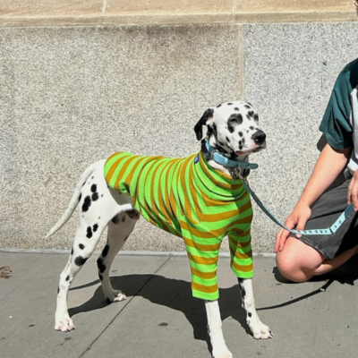 Ribbed Dog Shirt in Fresh Grass