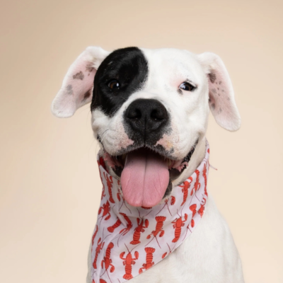 Lobstah Dog Bandana (FINAL SALE)