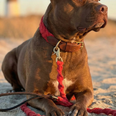 Seaside Cotton Woven Rope Dog Leash in Red