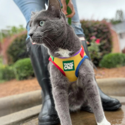 “The True Adventurer” Reflective Cat & Kitten Harness and Leash in Multicolor