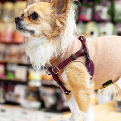 Mini Freedom Dog Harness in Burgundy (Made in the USA)
